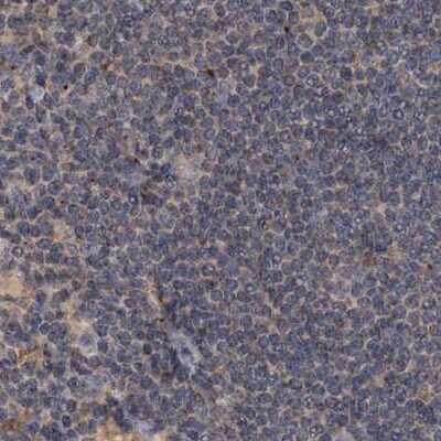 Immunohistochemistry-Paraffin: CEP68 Antibody [NBP1-82988]
