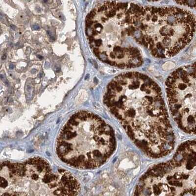 Immunohistochemistry-Paraffin: CEP68 Antibody [NBP1-82988]
