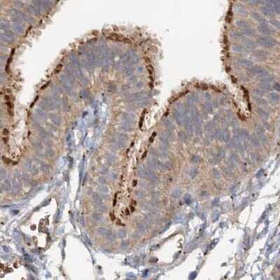 Immunohistochemistry-Paraffin: CEP68 Antibody [NBP1-82988]