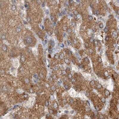 Immunohistochemistry-Paraffin: CEP68 Antibody [NBP1-82988]