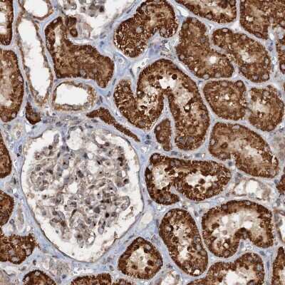 Immunohistochemistry-Paraffin: CEP68 Antibody [NBP1-82989]