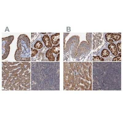 Immunohistochemistry-Paraffin: CEP68 Antibody [NBP1-82989]