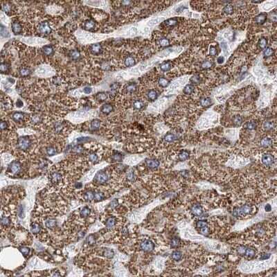 Immunohistochemistry-Paraffin: CEP68 Antibody [NBP1-82989]