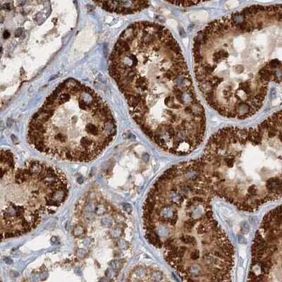 Immunohistochemistry-Paraffin: CEP68 Antibody [NBP1-82989]
