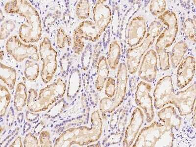 Immunohistochemistry-Paraffin: CEP68 Antibody [NBP2-98670]