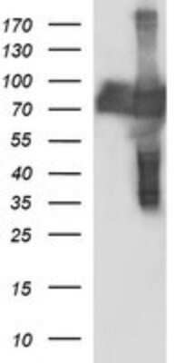 Western Blot: CEP68 Antibody (OTI5B4)Azide and BSA Free [NBP2-71728]