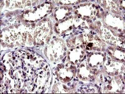 Immunohistochemistry: CEP68 Antibody (OTI5B4) [NBP2-46252]