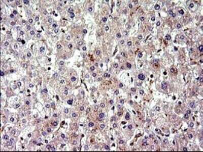 Immunohistochemistry: CEP68 Antibody (OTI5B4) [NBP2-46252]