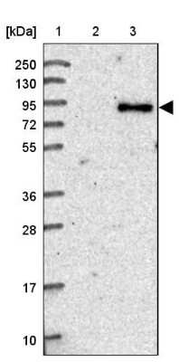 Western Blot: CEP68 Antibody [NBP1-82988]