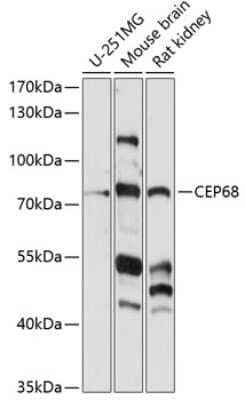 Western Blot: CEP68 AntibodyAzide and BSA Free [NBP2-92190]