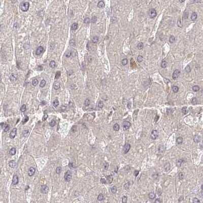 Immunohistochemistry-Paraffin: CEP70 Antibody [NBP1-88593]