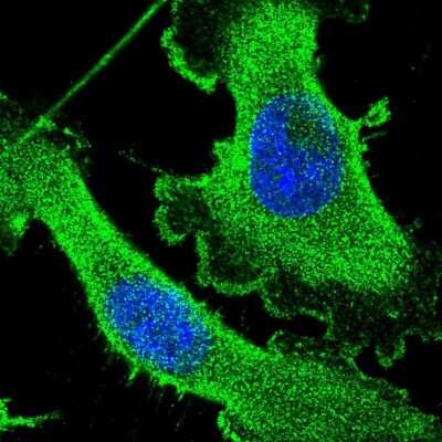 Immunocytochemistry/ Immunofluorescence: CEP89 Antibody [NBP1-90639]