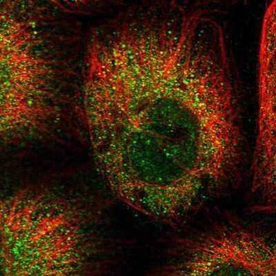 Immunocytochemistry/ Immunofluorescence: CEP89 Antibody [NBP2-38446]