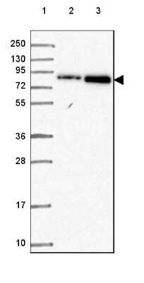 Western Blot: CEP95 Antibody [NBP2-49042]