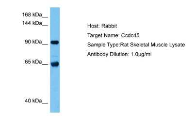 Western Blot: CEP95 Antibody [NBP2-87177]