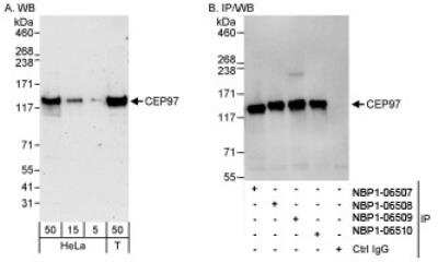 Western Blot: CEP97 Antibody [NBP1-06509]