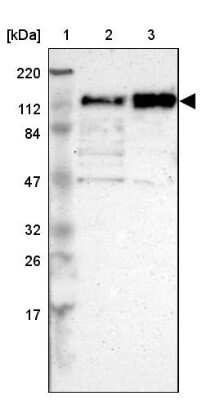 Western Blot: CEP97 Antibody [NBP1-83591]