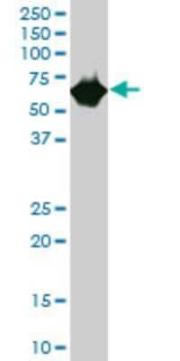 Western Blot: Carboxylesterase 2/CES2 Antibody (2H7) [H00008824-M01]