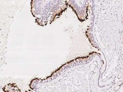 Immunohistochemistry-Paraffin: CFAP126 Antibody [NBP2-98012]