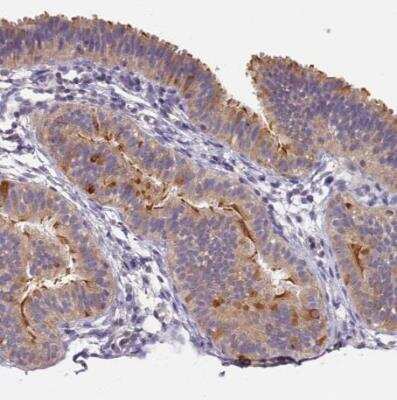 Immunohistochemistry-Paraffin: CFAP161 Antibody [NBP2-14378]