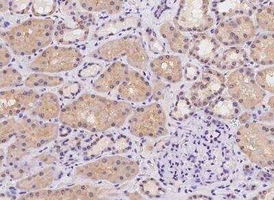 Immunohistochemistry-Paraffin: CFAP161 Antibody [NBP3-05975]