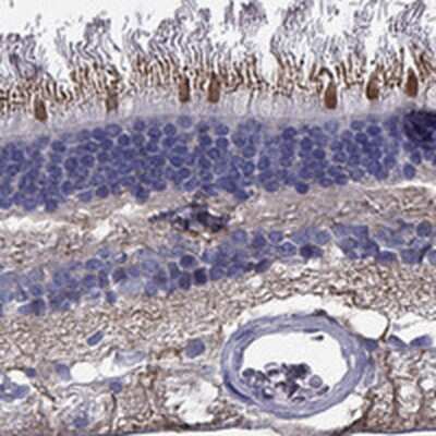 Immunohistochemistry-Paraffin: CFAP161 Antibody [NBP3-17227]