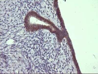 Immunohistochemistry: CFAP299 Antibody (OTI1A6) - Azide and BSA Free [NBP2-72466]