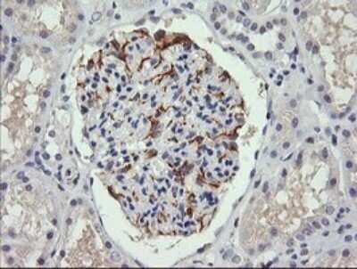 Immunohistochemistry: CFAP299 Antibody (OTI1A6) - Azide and BSA Free [NBP2-72466]