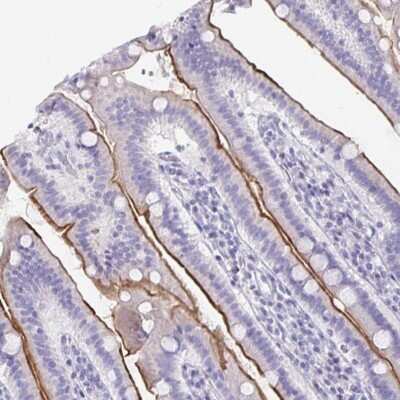 Immunohistochemistry-Paraffin: CFAP69 Antibody [NBP2-32373]
