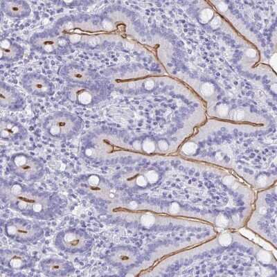 Immunohistochemistry-Paraffin: CFAP69 Antibody [NBP2-32373]