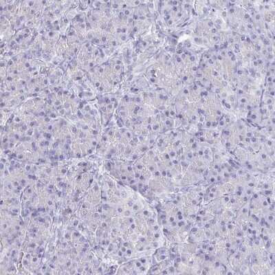 Immunohistochemistry-Paraffin: CFAP69 Antibody [NBP2-32373]