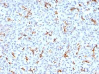 Immunohistochemistry-Paraffin: CFTR Antibody (CFTR/1342) - Azide and BSA Free [NBP2-54505]