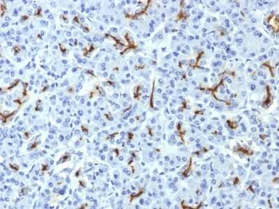 Immunohistochemistry-Paraffin: CFTR Antibody (CFTR/1643) - Azide and BSA Free [NBP2-54509]