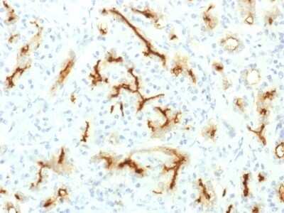 Immunohistochemistry-Paraffin: CFTR Antibody (CFTR/1775R) [NBP2-53379]