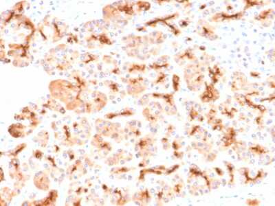 Immunohistochemistry-Paraffin: CFTR Antibody (CFTR/2290R) - Azide and BSA Free [NBP3-08819]