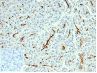 Immunohistochemistry-Paraffin: CFTR Antibody (CFTR/6477R) [NBP3-13842]