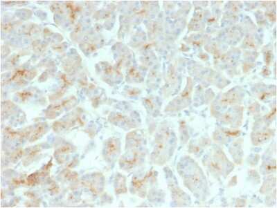 Immunohistochemistry-Paraffin: CFTR Antibody (rCFTR/1342) - Azide and BSA Free [NBP3-08818]