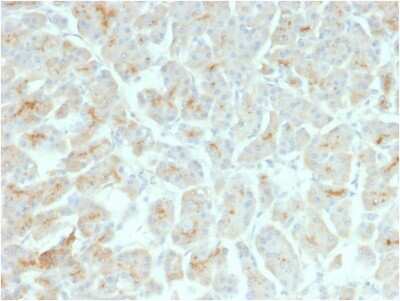 Immunohistochemistry-Paraffin: CFTR Antibody (rCFTR/1342) [NBP3-07495]