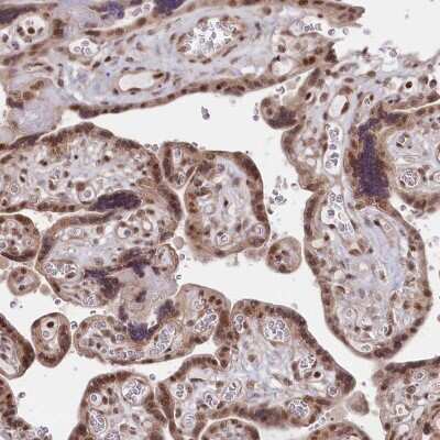 Immunohistochemistry-Paraffin: CGGBP1 Antibody [NBP1-84528]