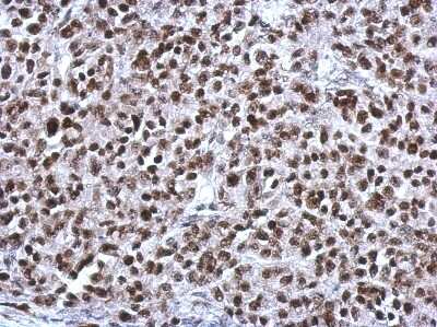 Immunohistochemistry-Paraffin: CGGBP1 Antibody [NBP2-15869]