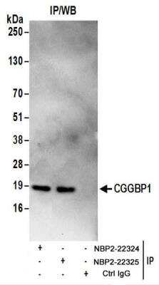 Immunoprecipitation: CGGBP1 Antibody [NBP2-22324]