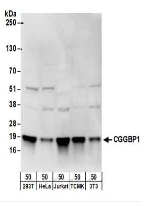 Western Blot: CGGBP1 Antibody [NBP2-22324]