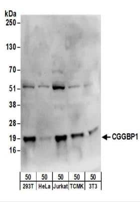 Western Blot: CGGBP1 Antibody [NBP2-22325]