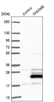 Western Blot: CGI-128 Antibody [NBP1-88091]