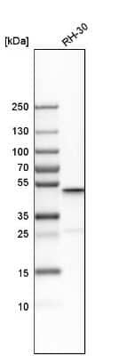 Western Blot: CGI-16 Antibody [NBP1-90275]