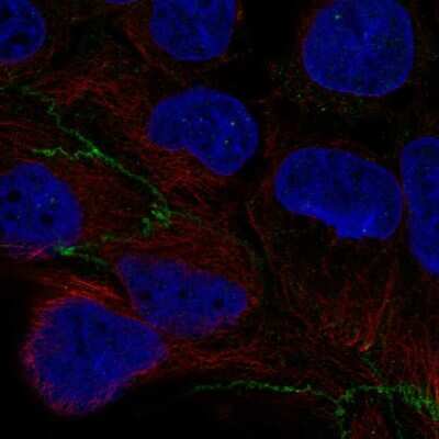 Immunocytochemistry/ Immunofluorescence: CGNL1 Antibody [NBP2-56274]