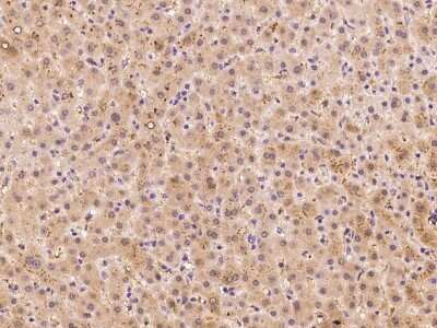 Immunohistochemistry-Paraffin: CGR19 Antibody [NBP2-99466]