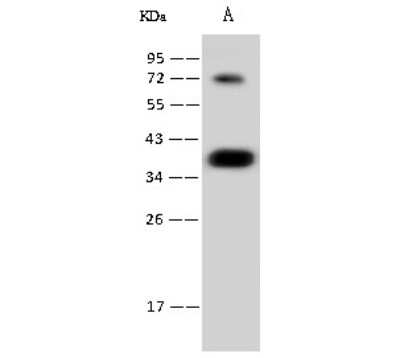 Western Blot: CGREF1 Antibody (001) [NBP2-90214]