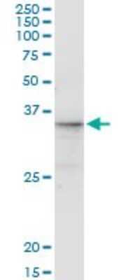 Immunoprecipitation: CGREF1 Antibody (2D7) [H00010669-M01]