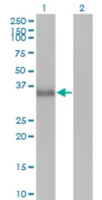 Western Blot: CGREF1 Antibody (2D7) [H00010669-M01]